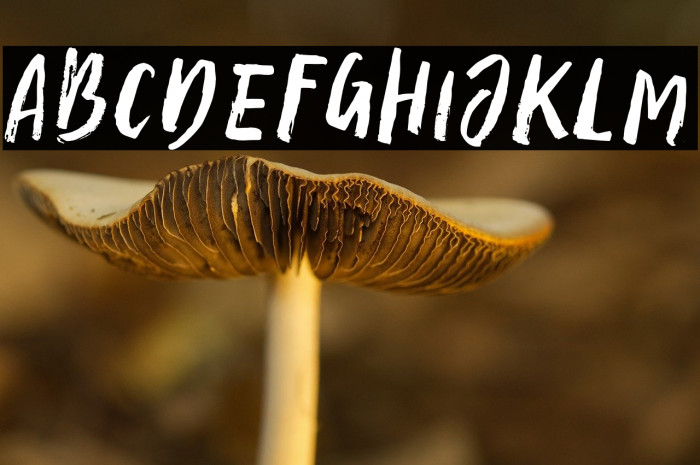 AmpleScript-Regular Example 1