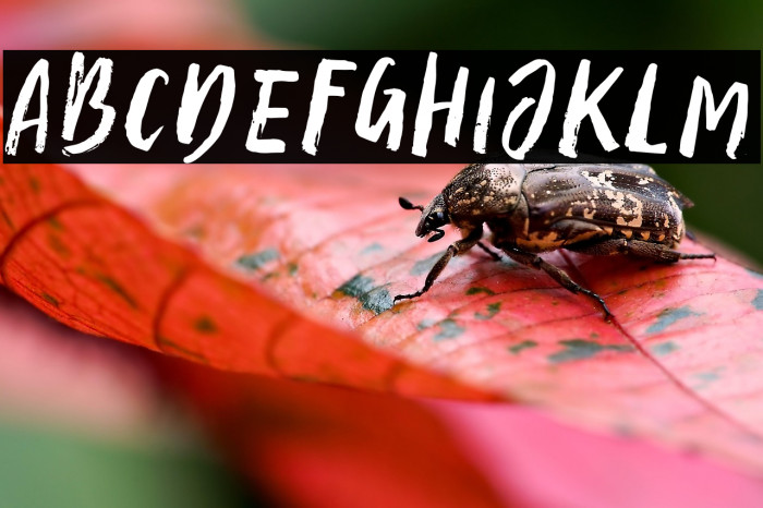 AmpleScript-Regular Example 3