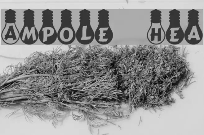 Ampoule Heavy Font examples