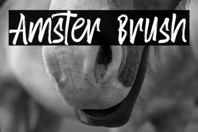 Amster Brush Font examples