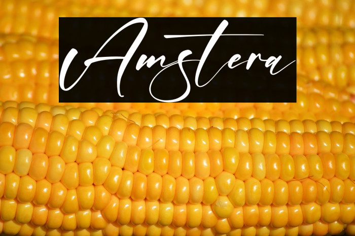Amstera Example 1