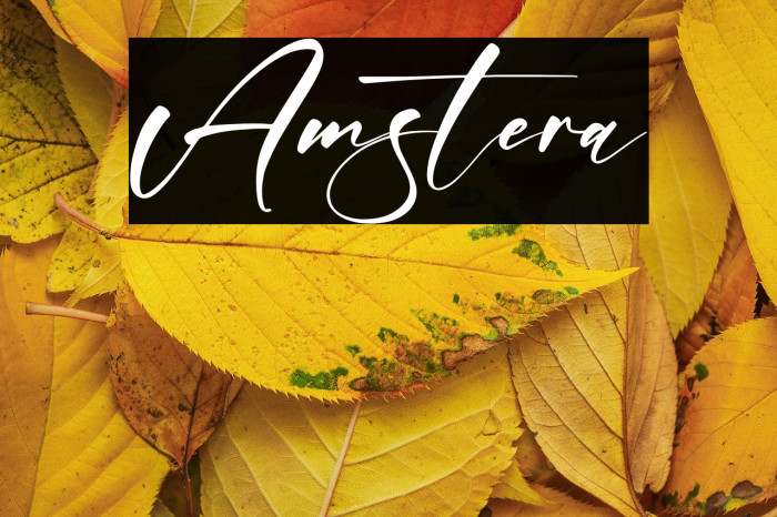 Amstera Example 2