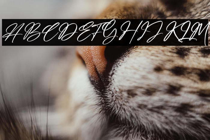 Amsterdam Billionaire Example 1