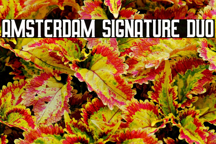 Amsterdam Signature Duo フォント examples