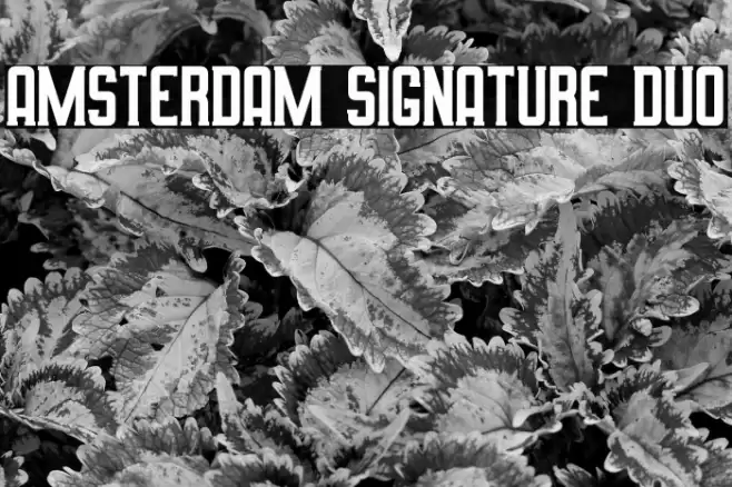 Amsterdam Signature Duo Font examples