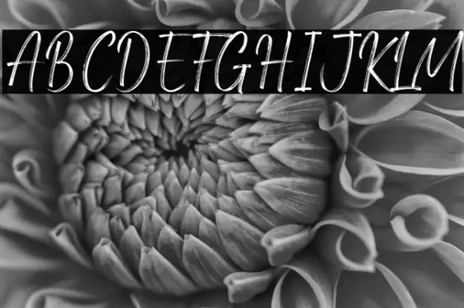 Amsterdam Signature Font examples