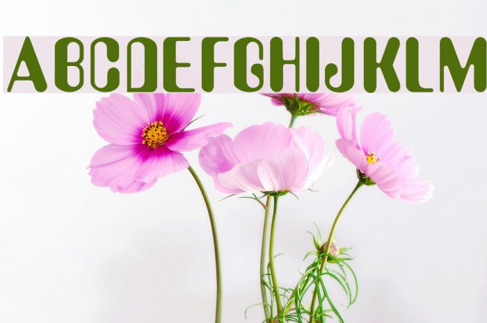 Amy Font examples