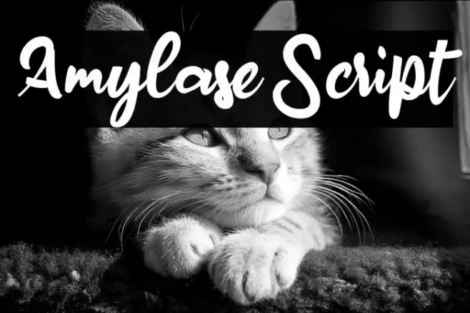 Amylase Script Font examples
