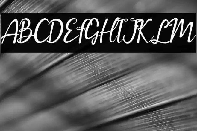 amellia Font examples