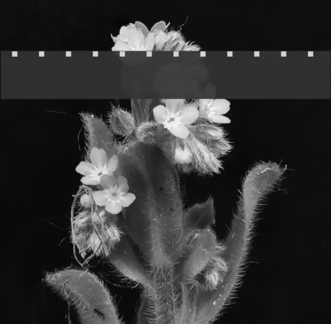 amoeba Font examples