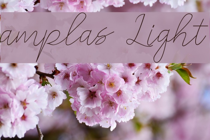 amplas Light Font examples