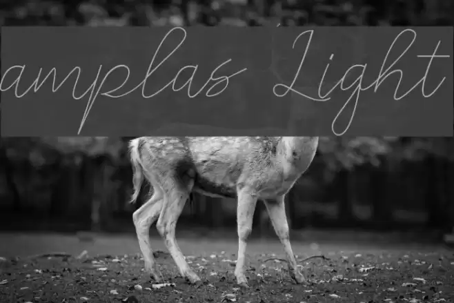 amplas Light Font examples