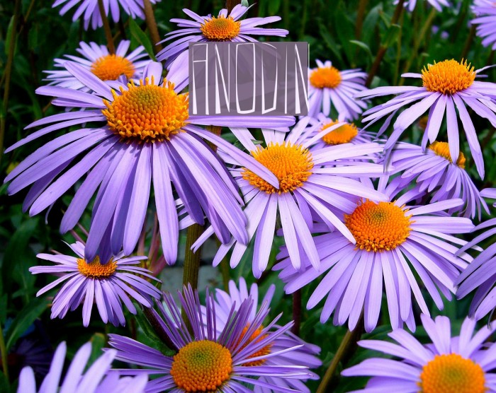 ANODIN Font examples