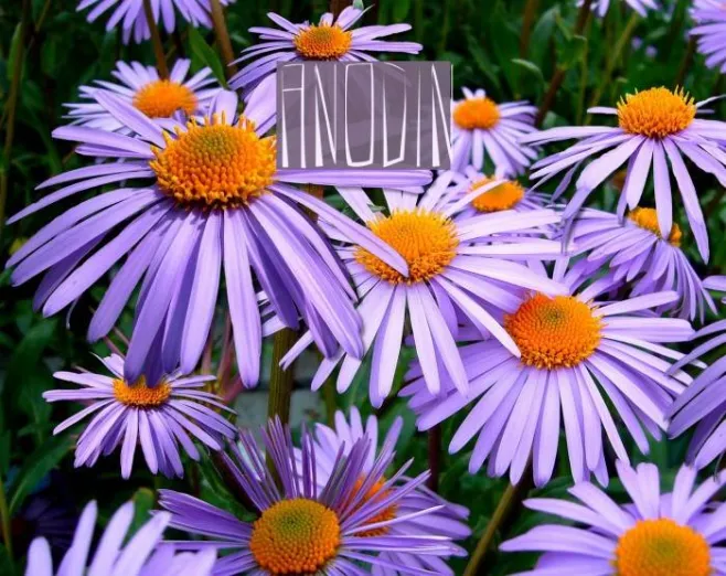 ANODIN Example 1
