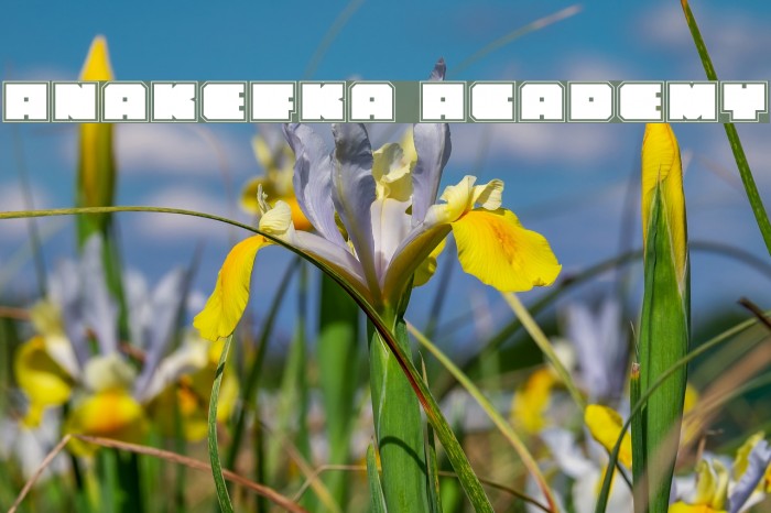 Anakefka Academy Fonte examples