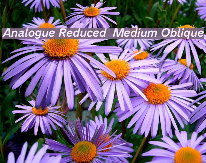 Analogue Reduced 66 Medium Oblique Example 3