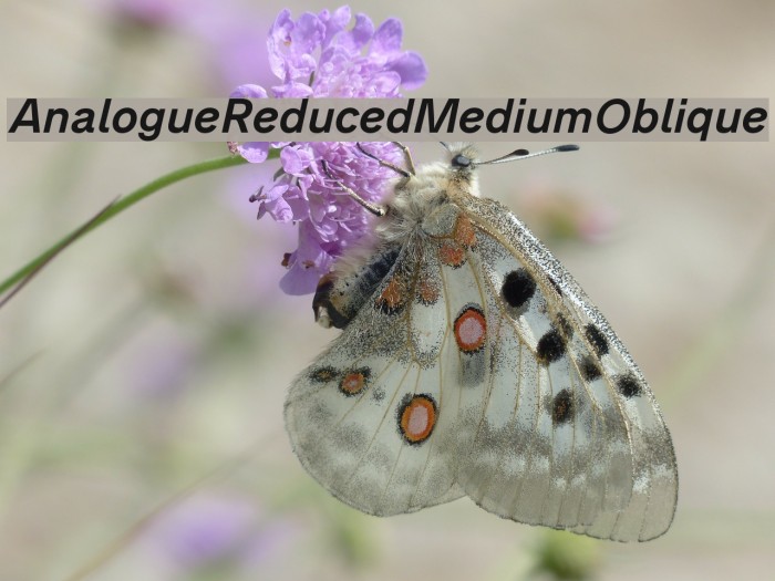AnalogueReduced-MediumOblique Font examples