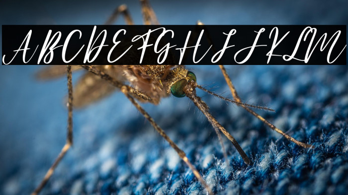 Anandya - Personal Use Example 1