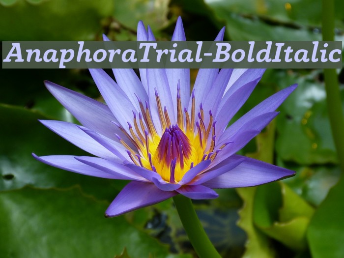 AnaphoraTrial-BoldItalic Font examples