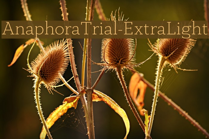AnaphoraTrial-ExtraLight Font examples