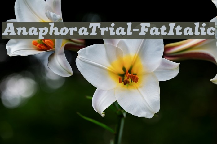 AnaphoraTrial-FatItalic フォント examples