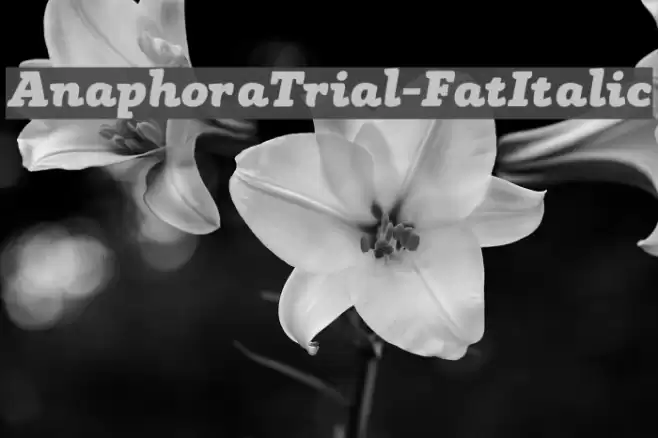 AnaphoraTrial-FatItalic フォント examples