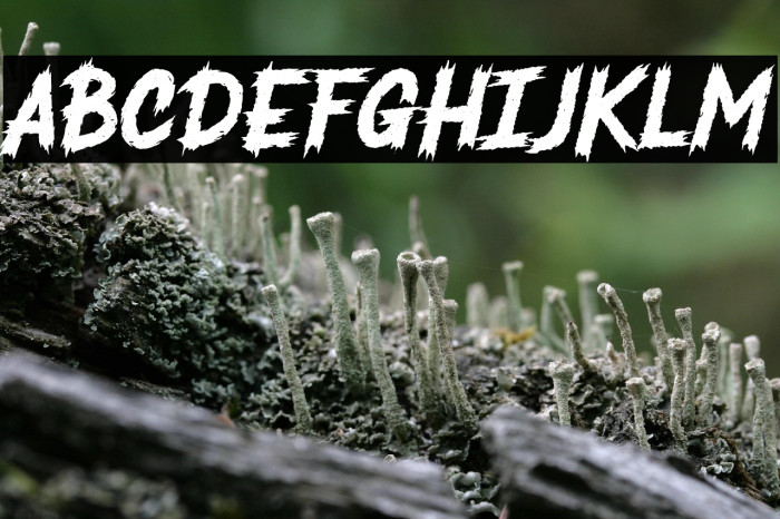 Anarchy Tantrum Example 2