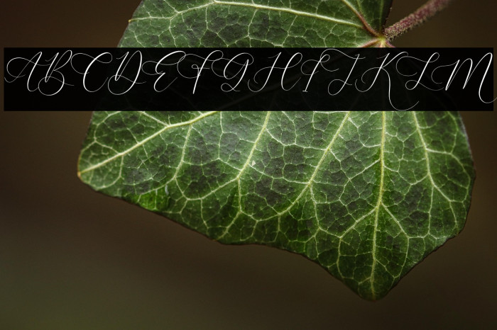 Anatasya Lenttera Example 2