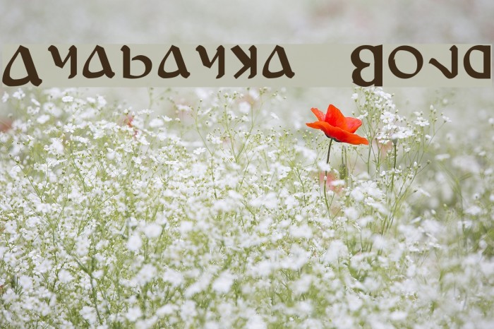 Anayanka Bold Font examples