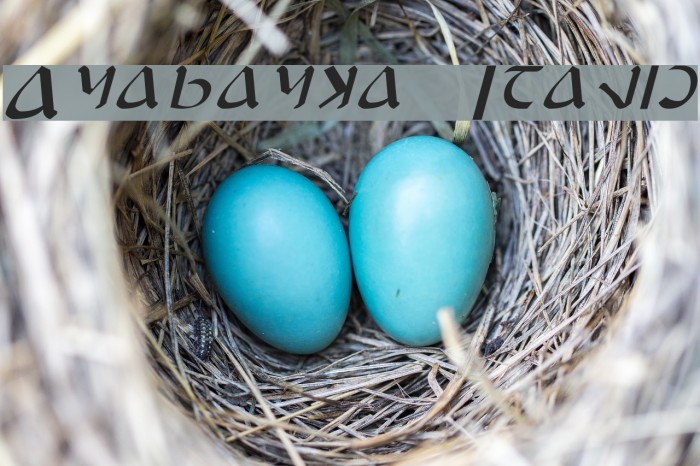 Anayanka Italic Example 1