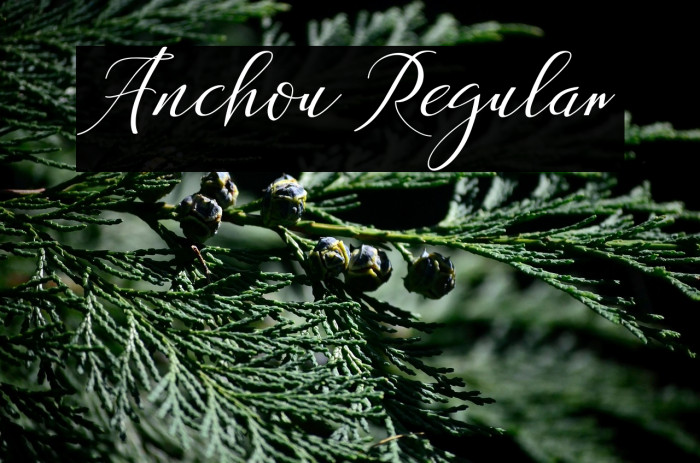 Anchou Regular Example 1