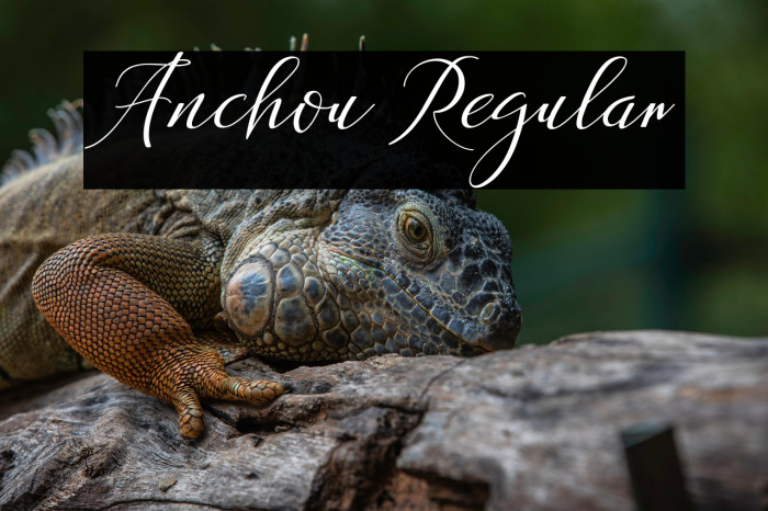 Anchou Regular Example 3