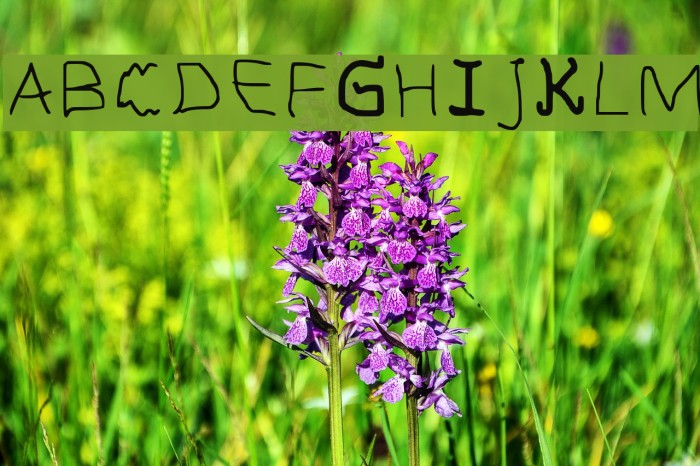 Anciantlahiru Regular Example 3