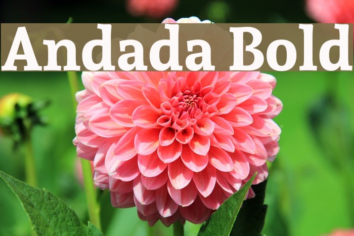 Andada Bold Font examples