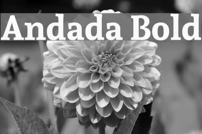 Andada Bold Font examples