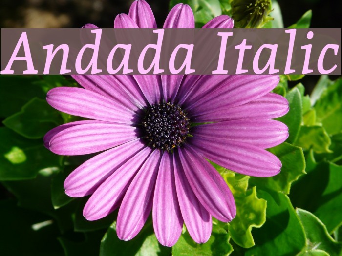 Andada Italic Font examples