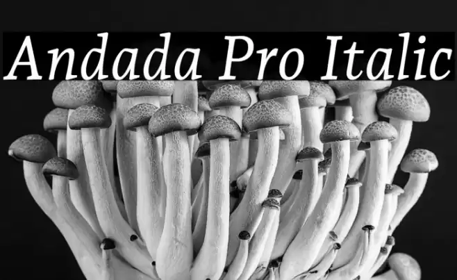 Andada Pro Italic Fuentes examples