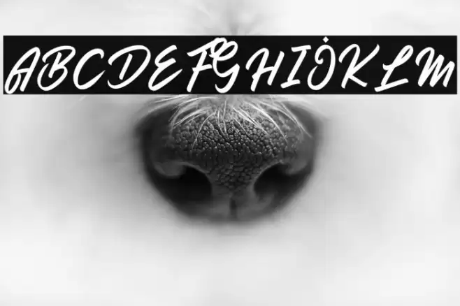 Anderik Font examples