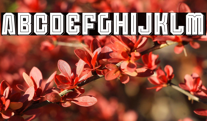 Anderlecht Inline SS 1 Example 2