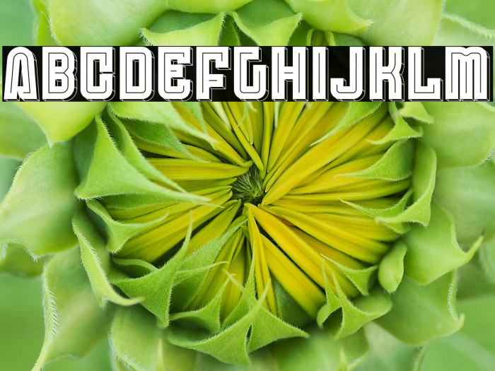 Anderlecht Round Inline 3D Example 3