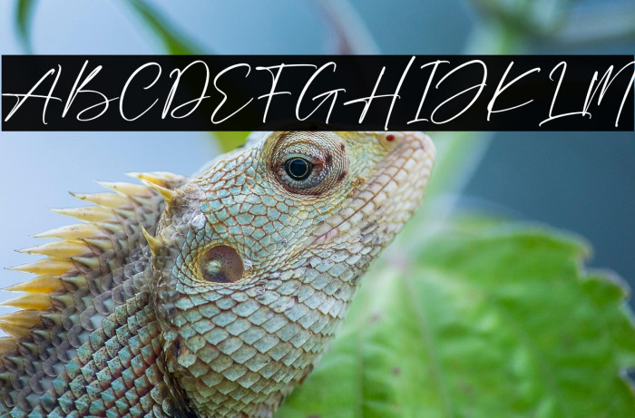 Andershon Magnolia Example 3