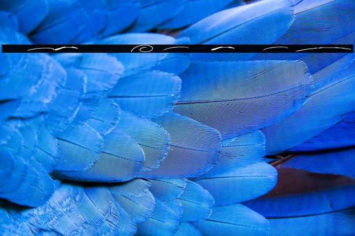 Anderson Signature Swash Example 1