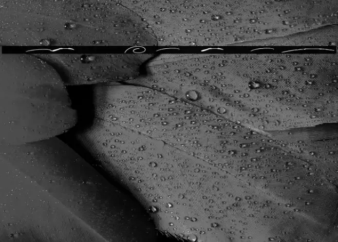 Anderson Signature Swash Font examples