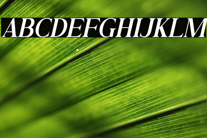 Andine Italic Example 1