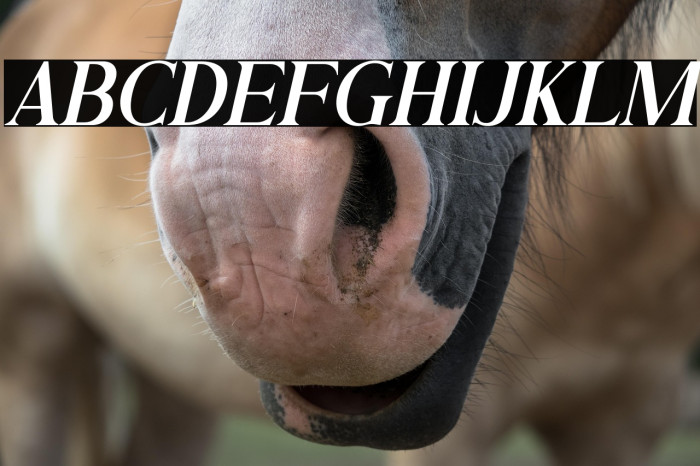 Andine Italic Example 3