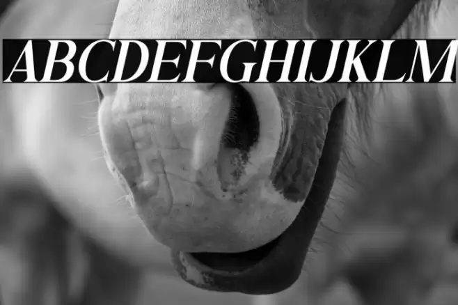 Andine Italic Font examples