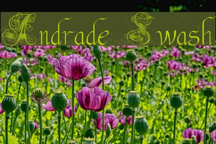 Andrade Swash Font examples
