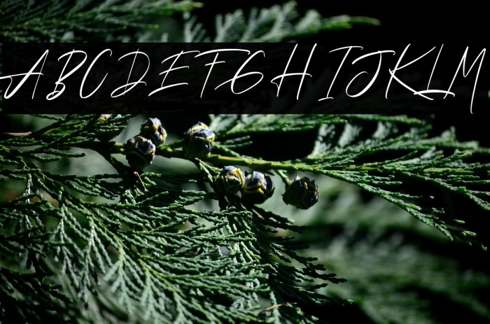 Andrea Roft Personal Use Example 1