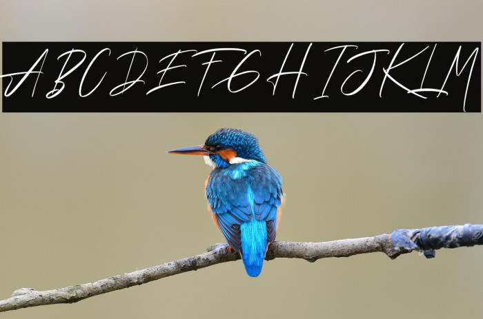 Andrea Roft Personal Use Example 1