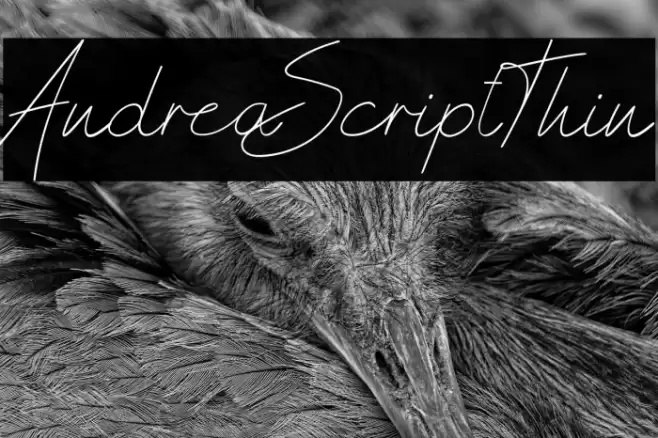 AndreaScriptThin Font examples